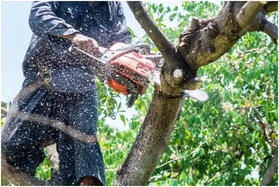 tree services Lenoir City